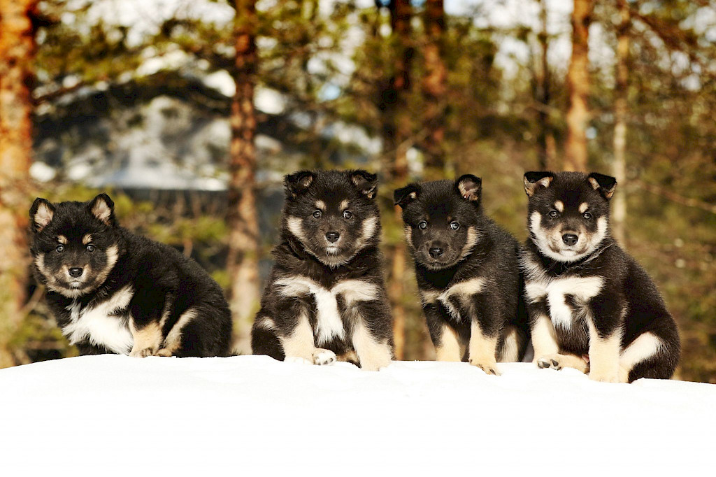 Tässä on kuva kahdesta koirasta